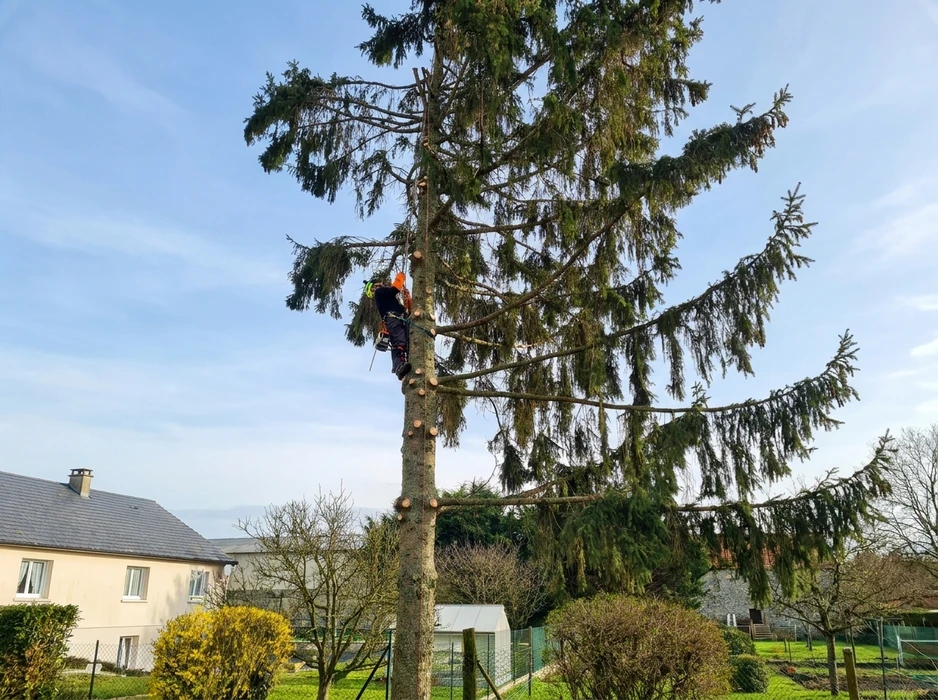 Élagueur professionnel grimpant en tête d'un grand conifère (épicéa), équipé d'un casque orange, harnais d'arboriste et équipements EPI