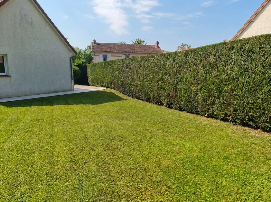Jardin résidentiel extérieur ensoleillé, pelouse tondue impeccable, haie de thuyas taillée en mur végétal rectiligne, façade enduite grise d'une maison pavillonnaire