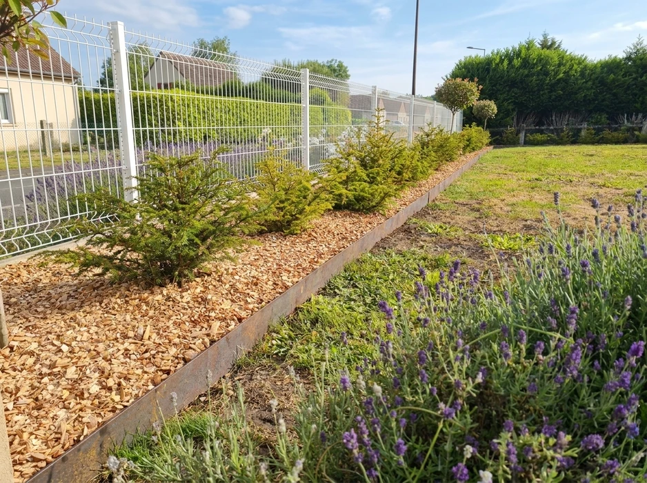 Aménagement paysager extérieur : bordure en acier corten séparant une platebande paillée en copeaux de bois avec jeunes conifères (épicéas ou ifs) alignés le long d'une clôture rigide en panneaux galvanisés blancs, d'une zone engazonnée bordée de lavandes (*Lavandula*) en fleurs violettes