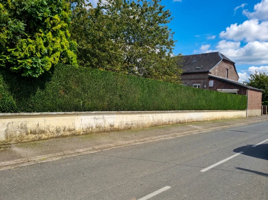 Haie taillée en topiaire, dense et régulière, reposant sur un muret en pierre calcaire longeant une route