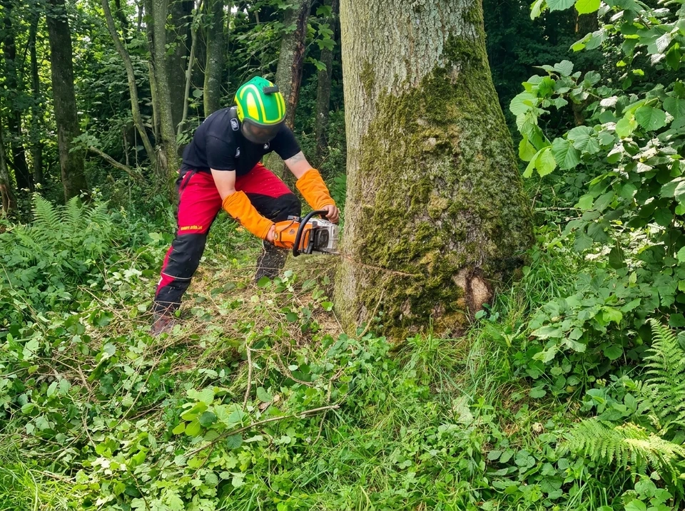 Bûcheron en forêt effectuant un abattage d'arbre