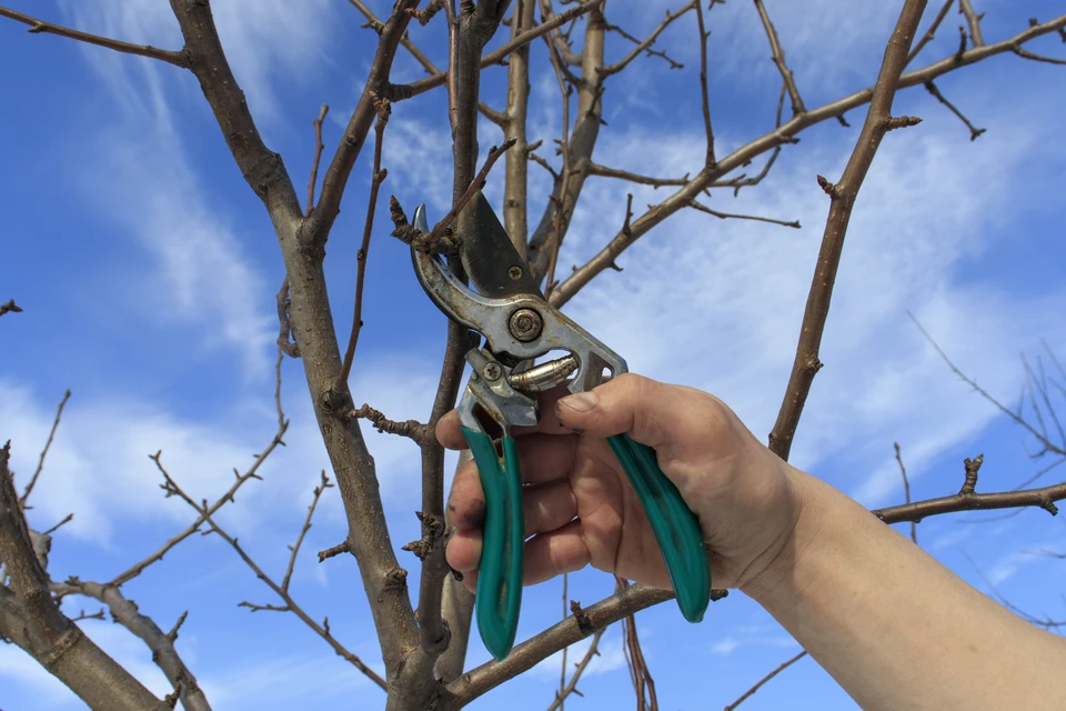 Arboriste-grimpeur en hauteur dans un arbre sans feuilles, portant EPI complets : casque forestier vert avec visière, veste orange haute visibilité, pantalon anti-coupure, harnais d'escalade