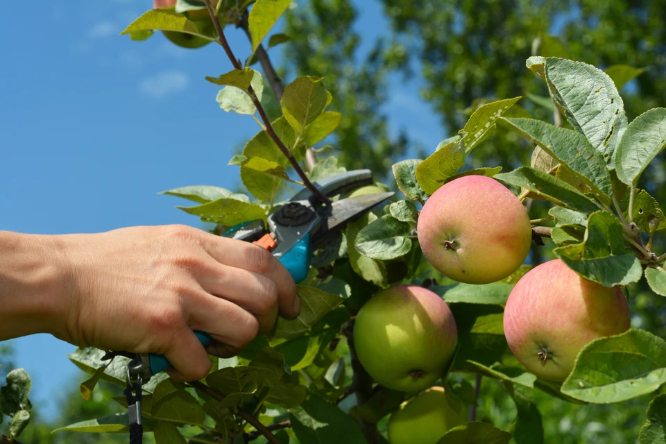 Arboriste-grimpeur en hauteur dans un pin, portant un harnais d'élagage, pantalon anti-coupure Solidur, jambières de protection Pfanner