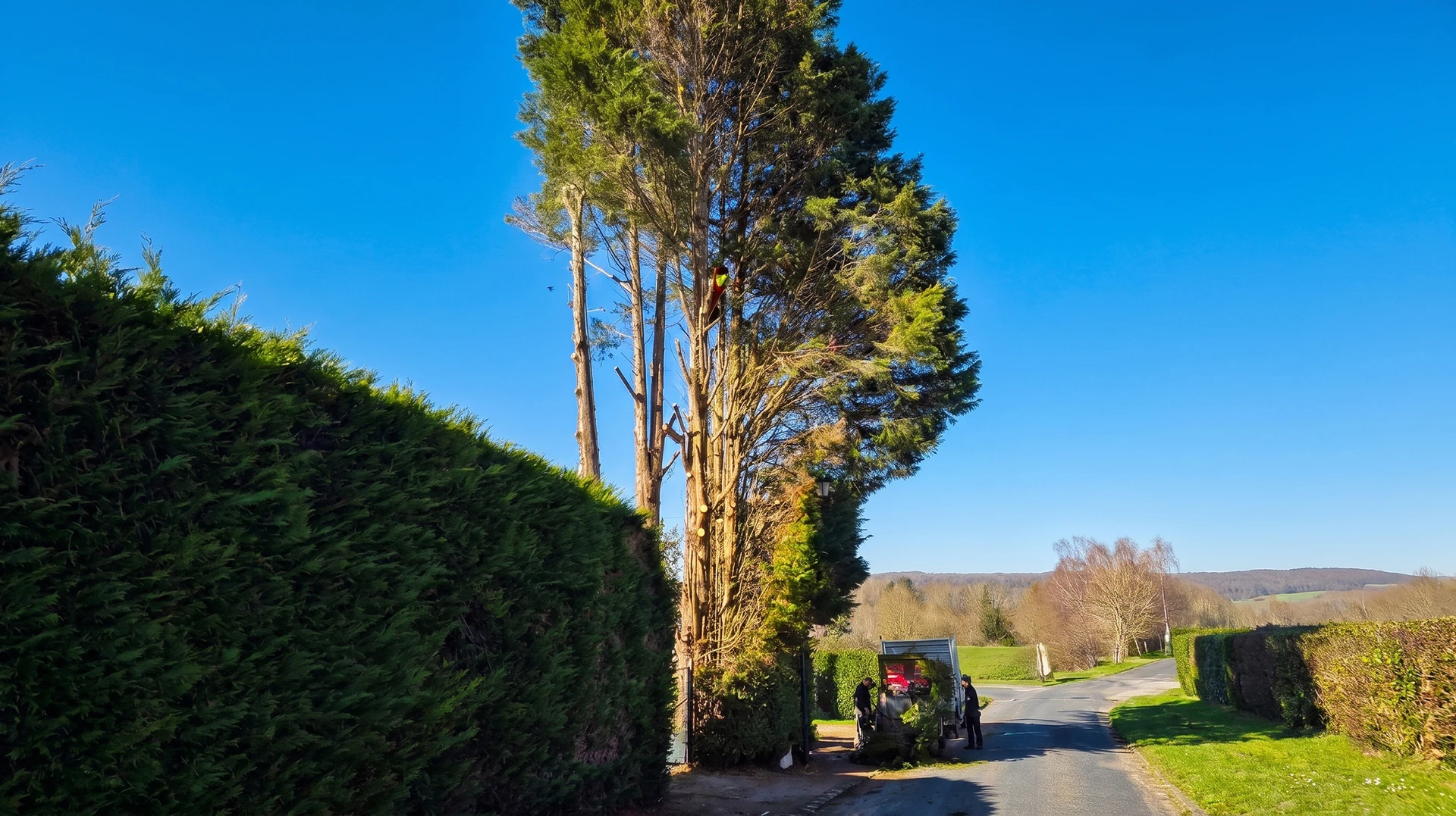 Jardin paysager extérieur avec pelouse entretenue, massif d'arbustes décoratifs et conifères taillés en forme conique