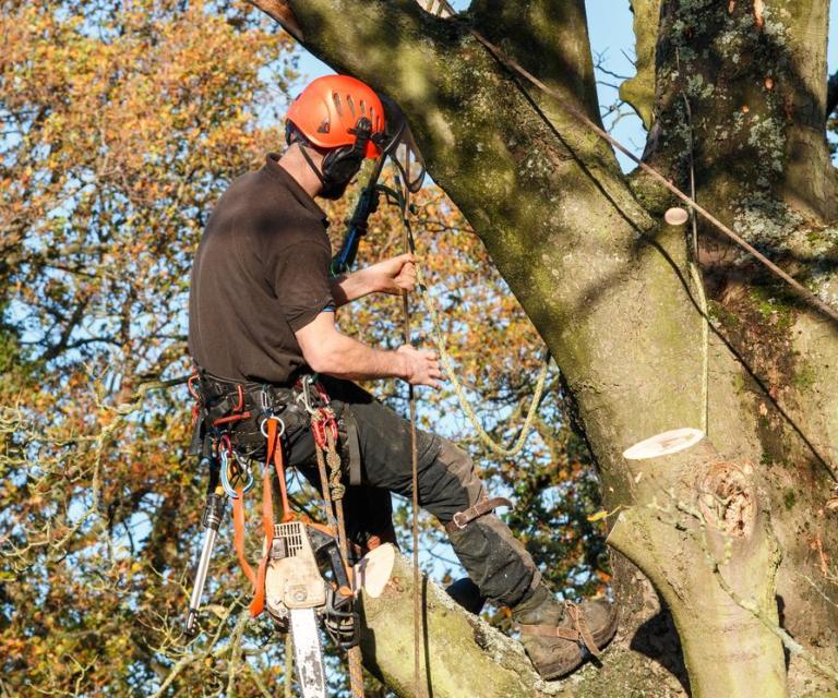 Quand faire élaguer ses arbres à Laon pour un jardin sain ?